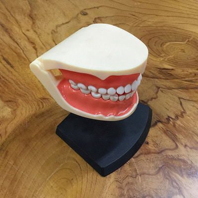 치아모형8
